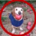 appledogLOGO