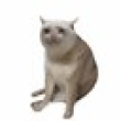 Cash CatLOGO
