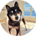 CocoroLOGO