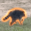 Jimothy The RaccoonLOGO