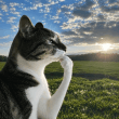 Thinking CatLOGO