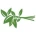 香草LOGO